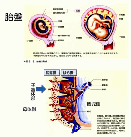 胎盤形成時期|胎盤の基礎｜完成時期や役割・妊娠中の胎盤トラブル 